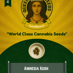 Amnesia Kush Autoflowering Marijuana Seeds