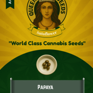 Papaya Strain Autoflowering Feminized Marijuana Seeds