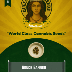 Bruce Banner Autoflowering Marijuana Seeds