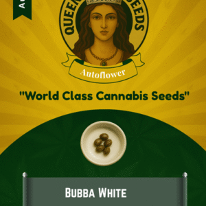Bubba White Autoflowering Marijuana Seeds