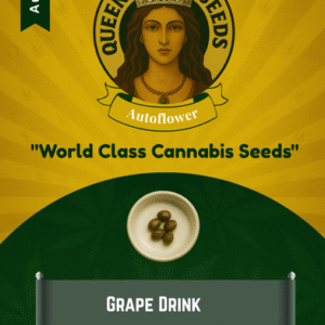 Grape Drink Autoflower Marijuana Seeds