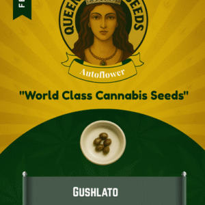 Gusher Runtz Feminized Cannabis Seeds